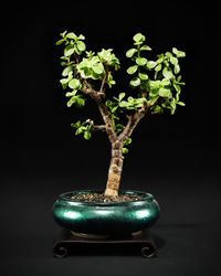Geldbaum Bonsai