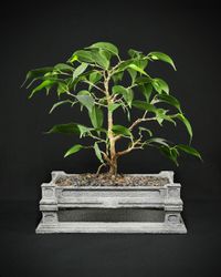 Shohin Ficus Benjamina Bonsai